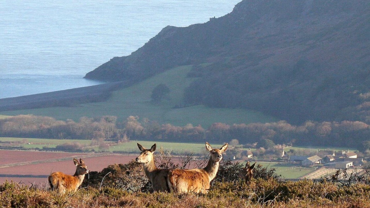 Photo of Others in Porlock