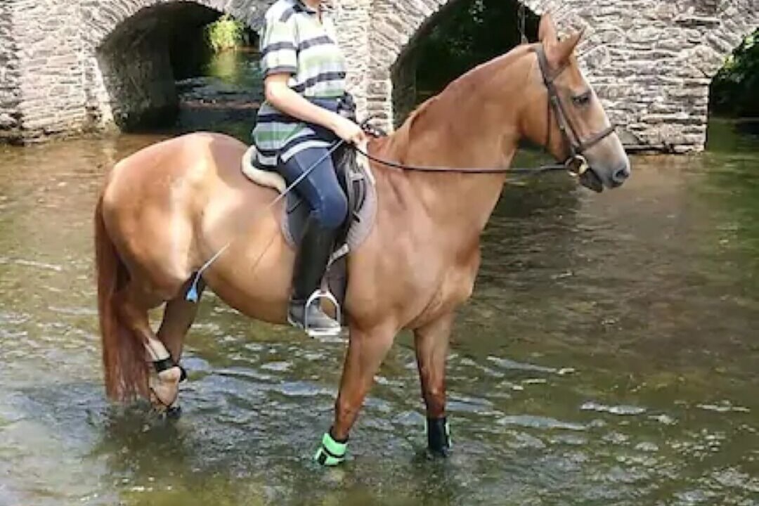 Photo of Others in Porlock