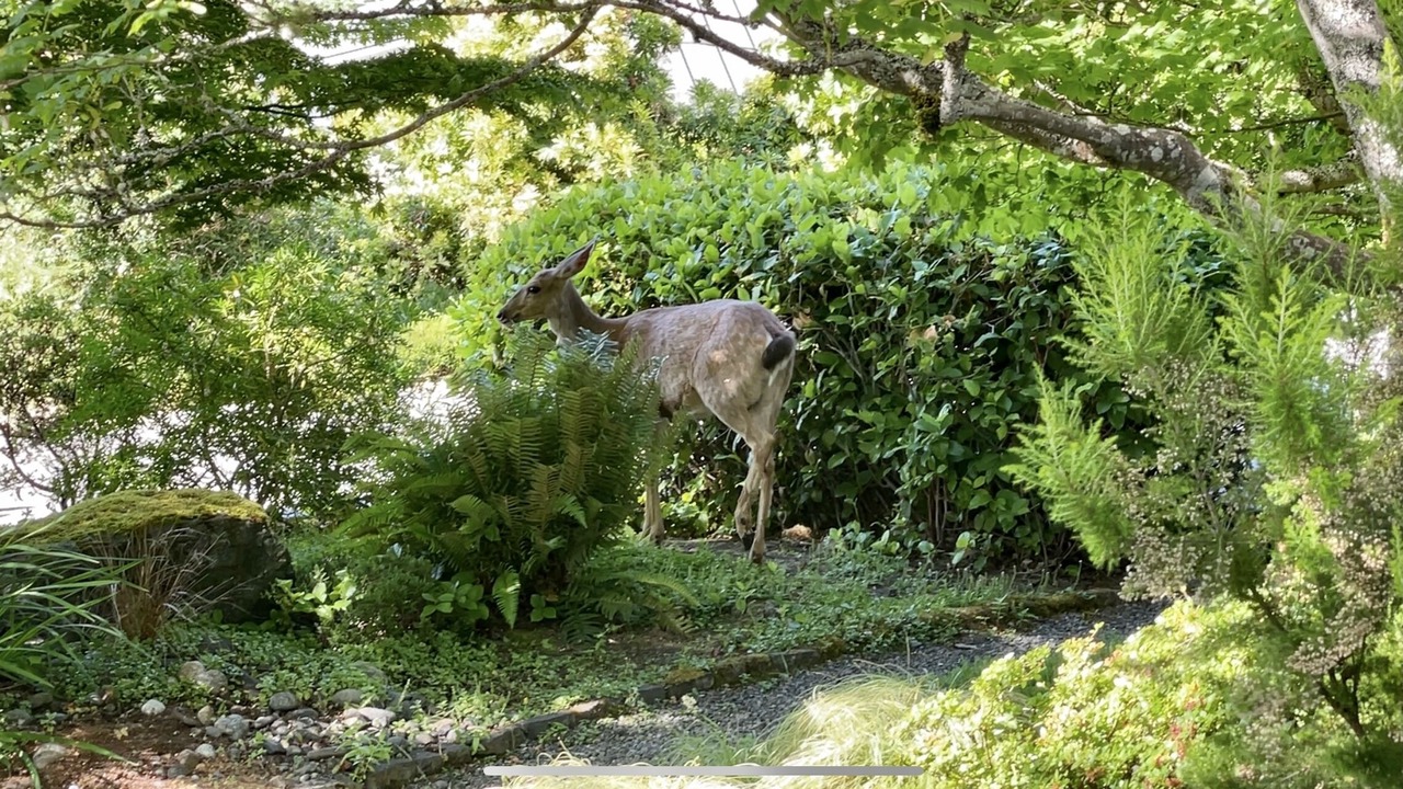 Photo of Others in Port Angeles
