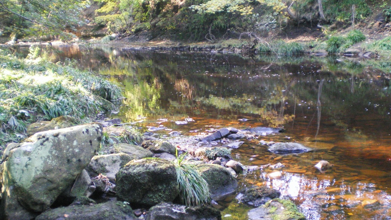 Photo of Others in Grosmont