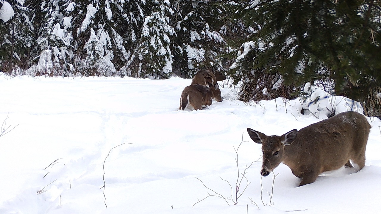 Photo of Others in Rangeley