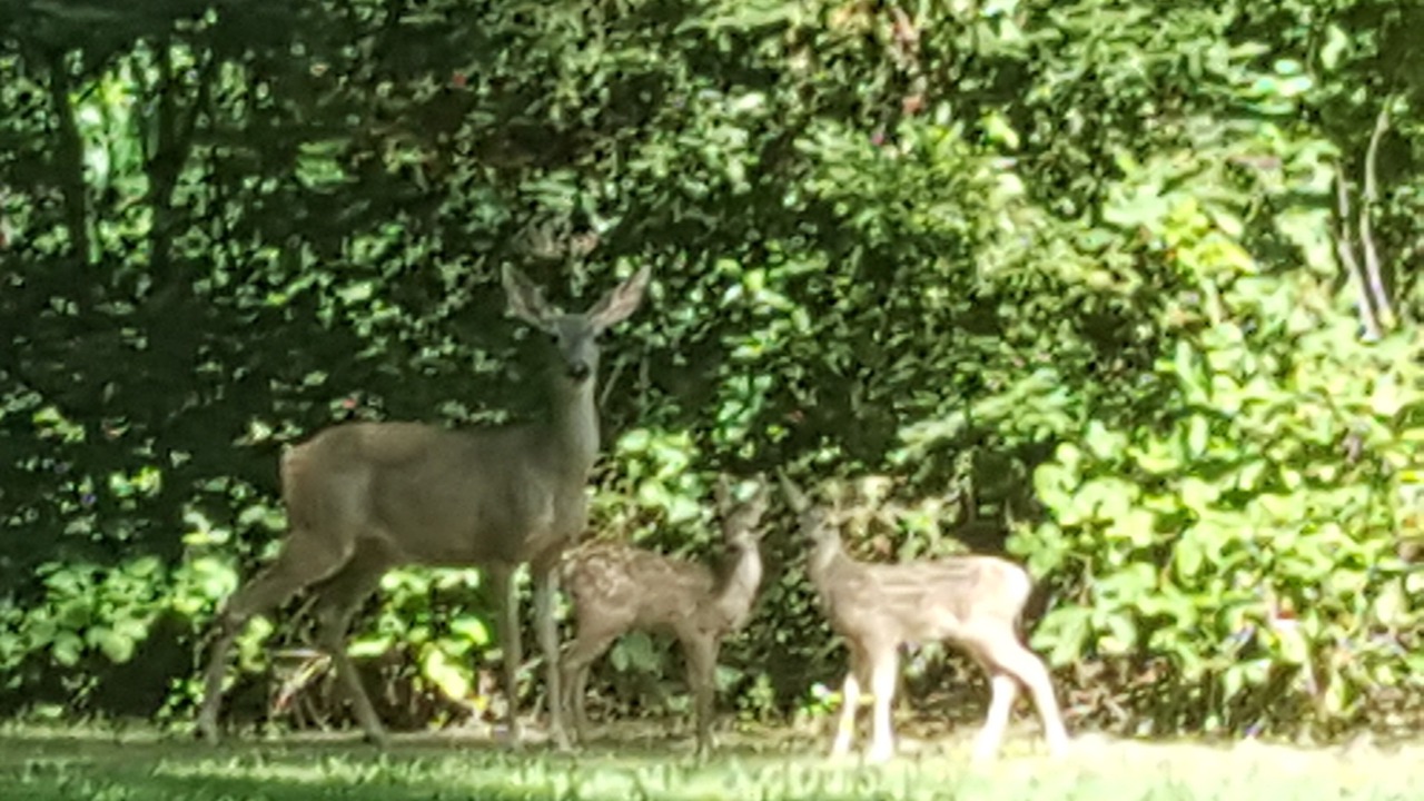 Photo of Outdoor in Granite Bay