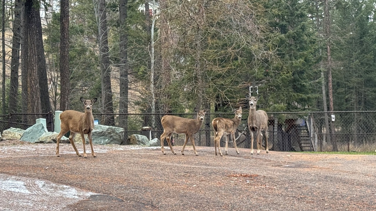 Photo of Others in Bigfork