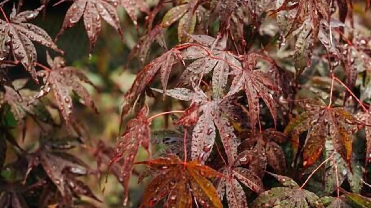 Photo of Others in Penn Yan