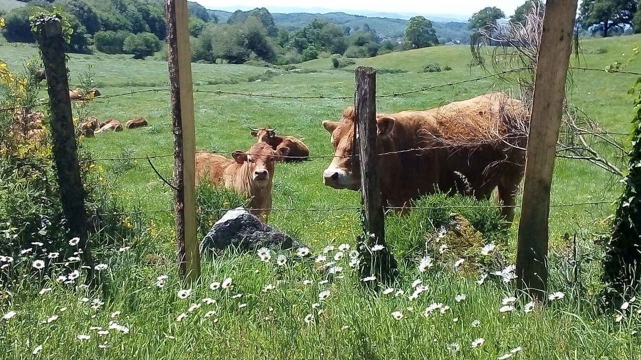 Photo of Outdoor in Saint-Vaury