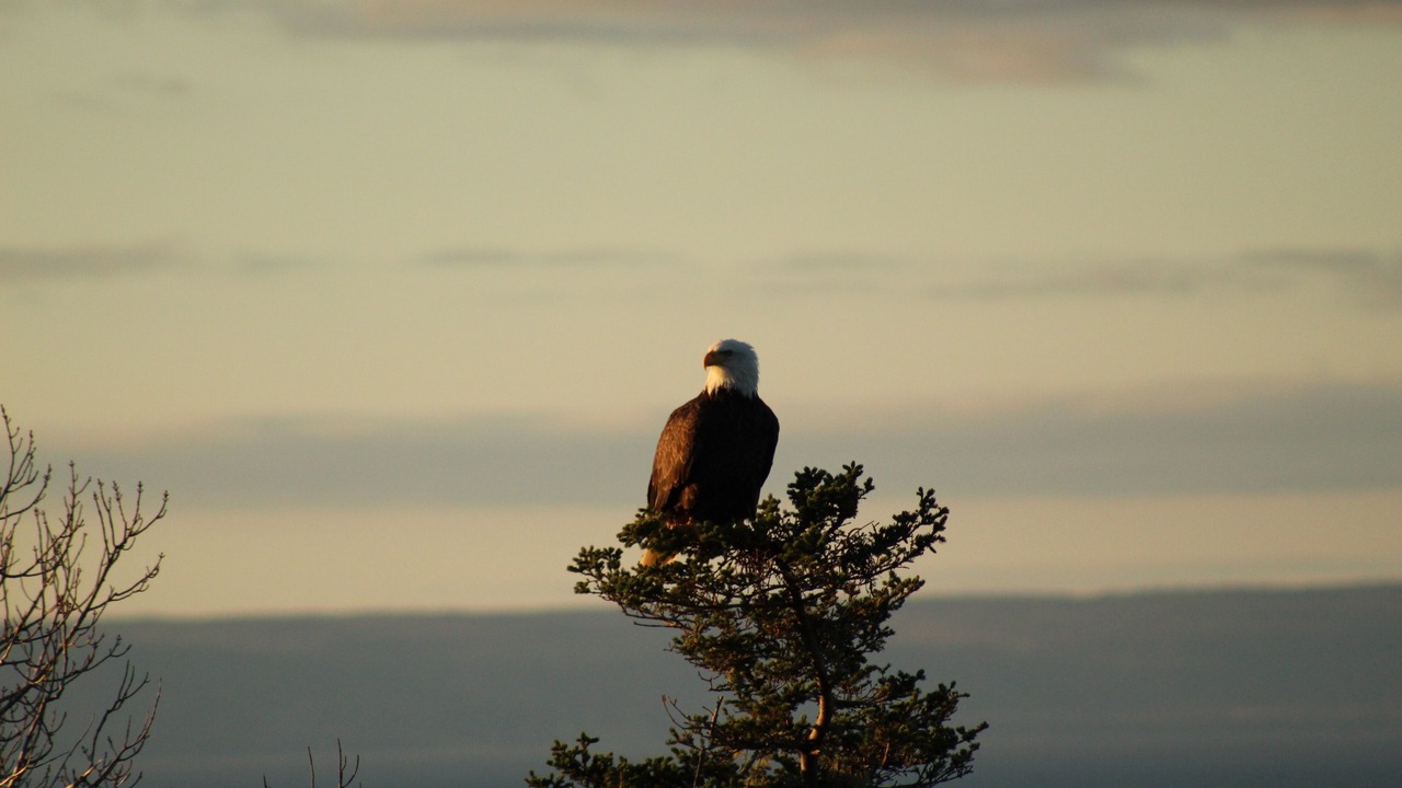 Photo of Others in Iona