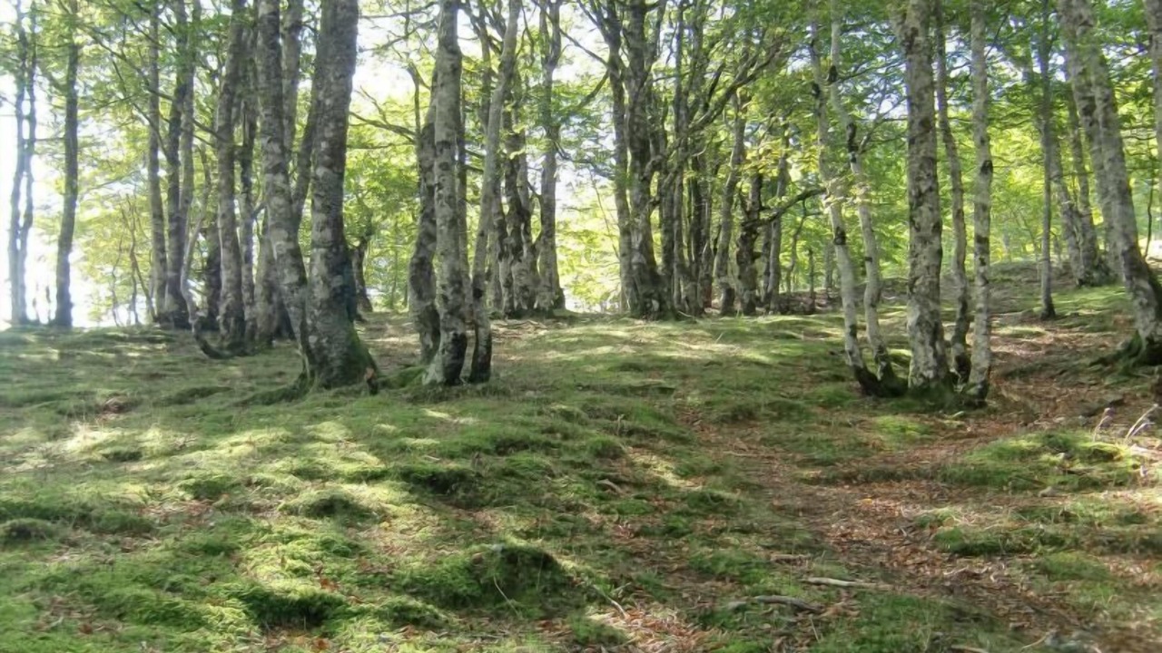 Photo of Outdoor in Lacarry-Arhan-Charritte-de-Haut