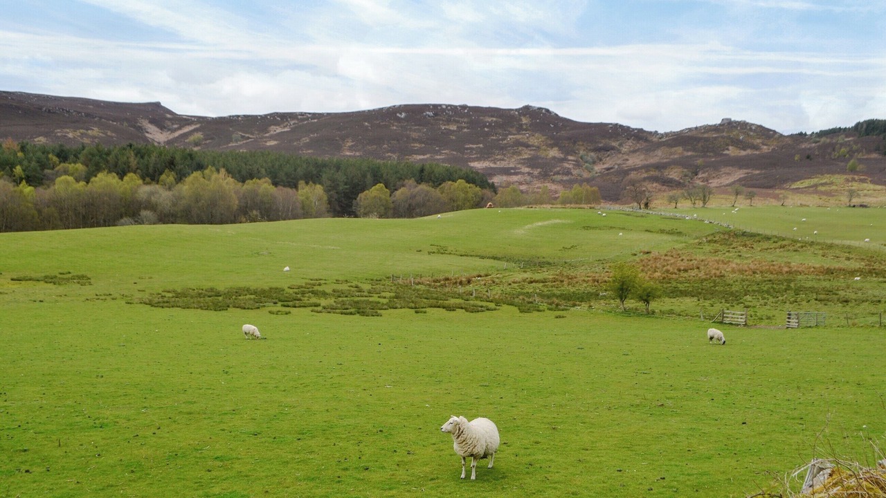 Photo of Others in Harbottle