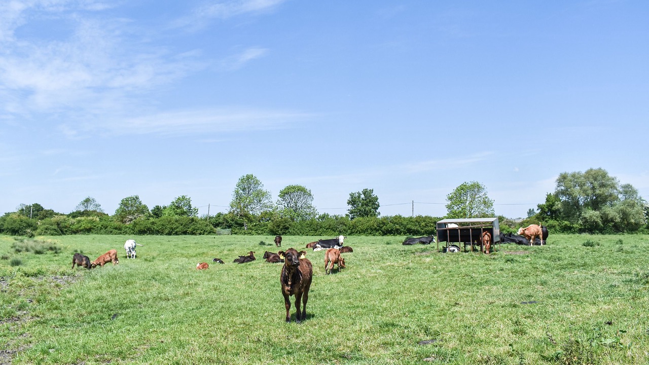 Photo of Others in Ely