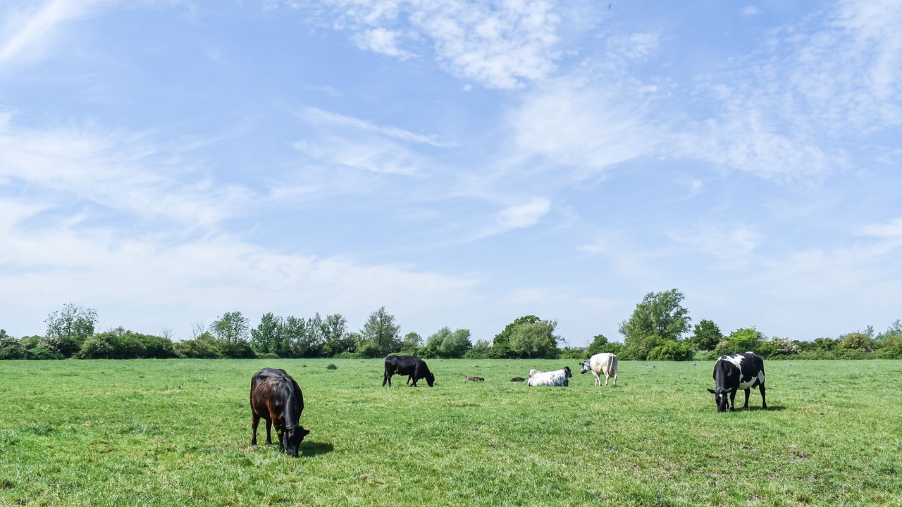 Photo of Others in Ely