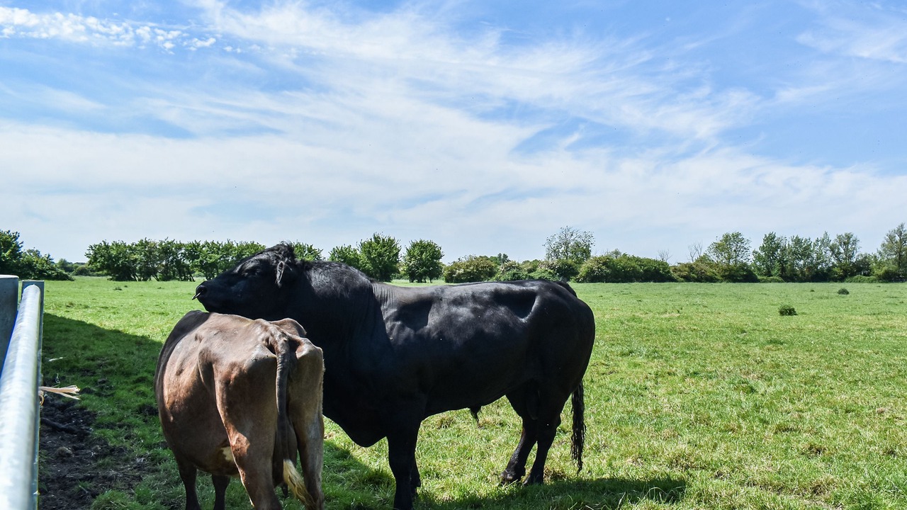 Photo of Others in Ely