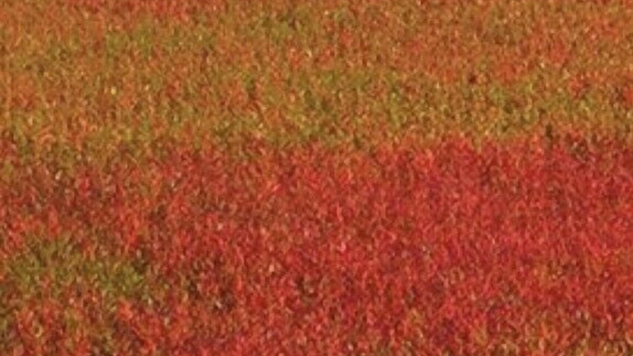 Photo of Others in Roque Bluffs