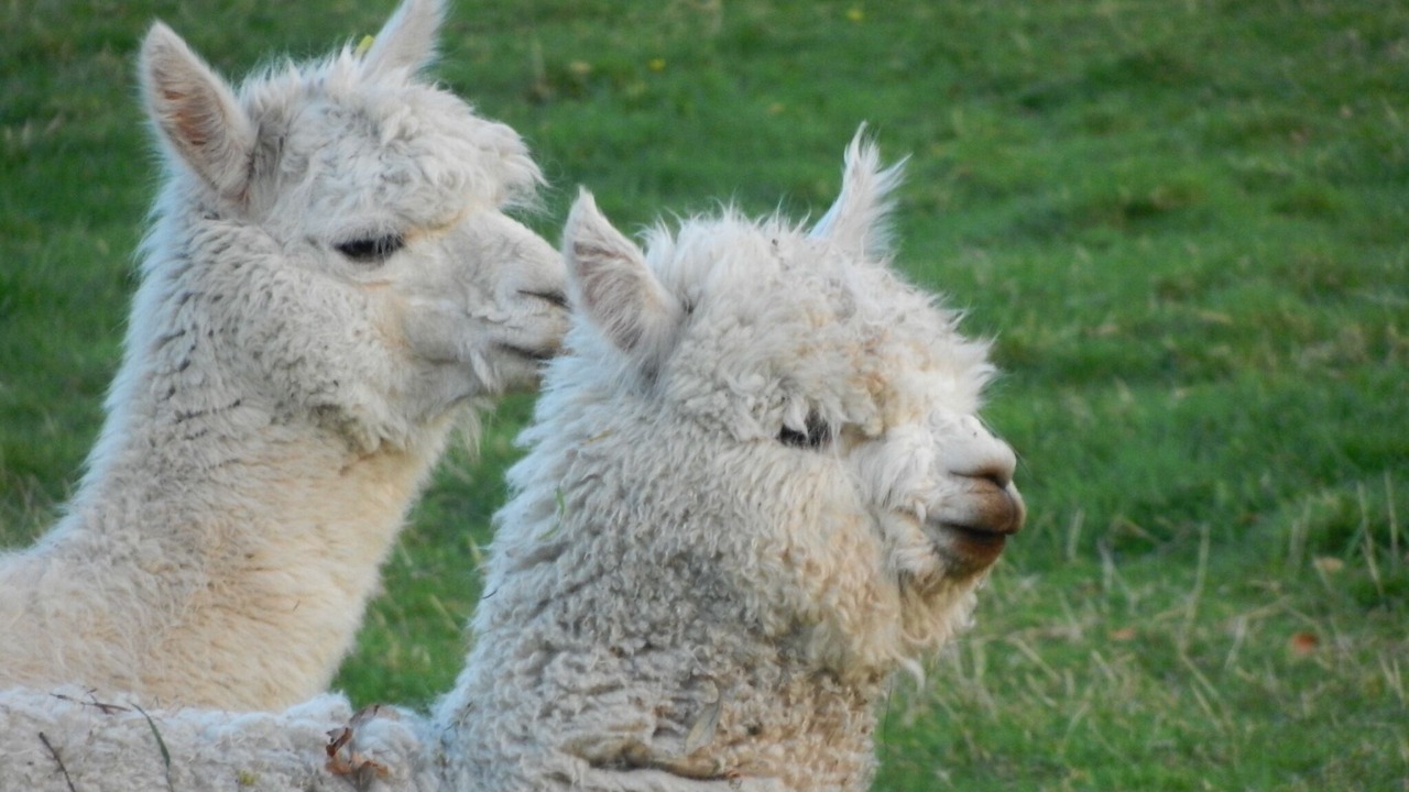 Photo of Outdoor in Frampton