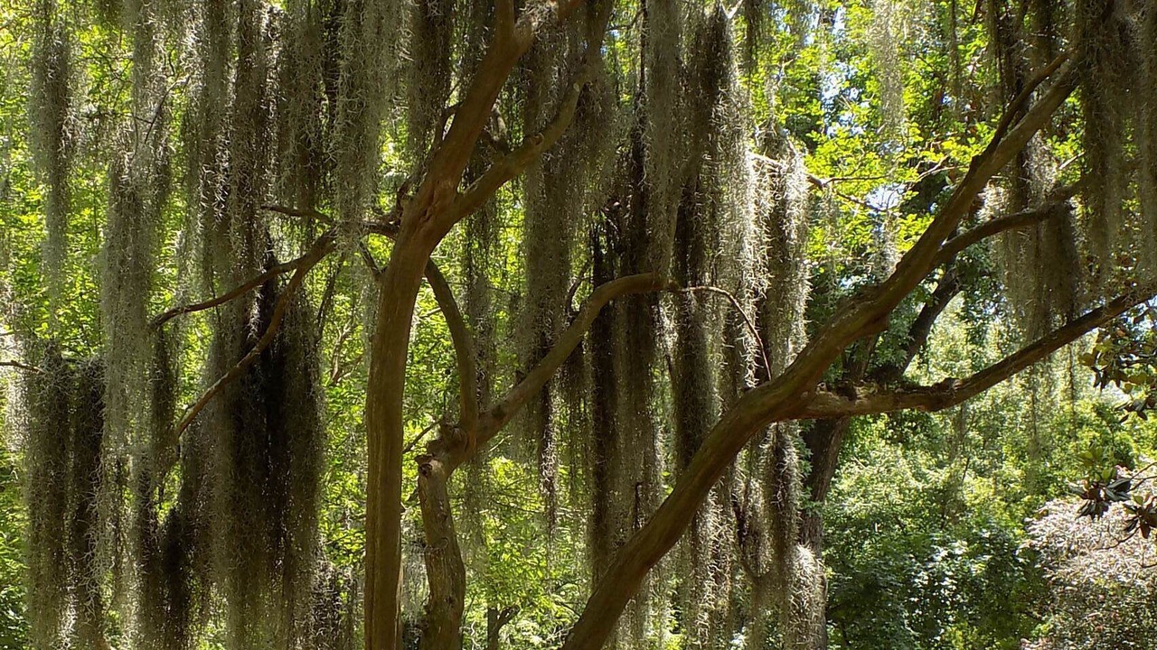 Photo of Outdoor in Savannah