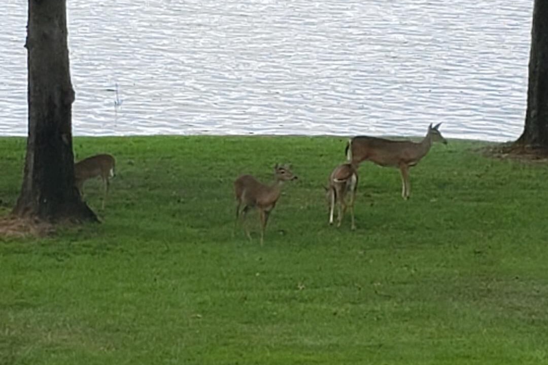 Photo of Outdoor in Whispering Hills