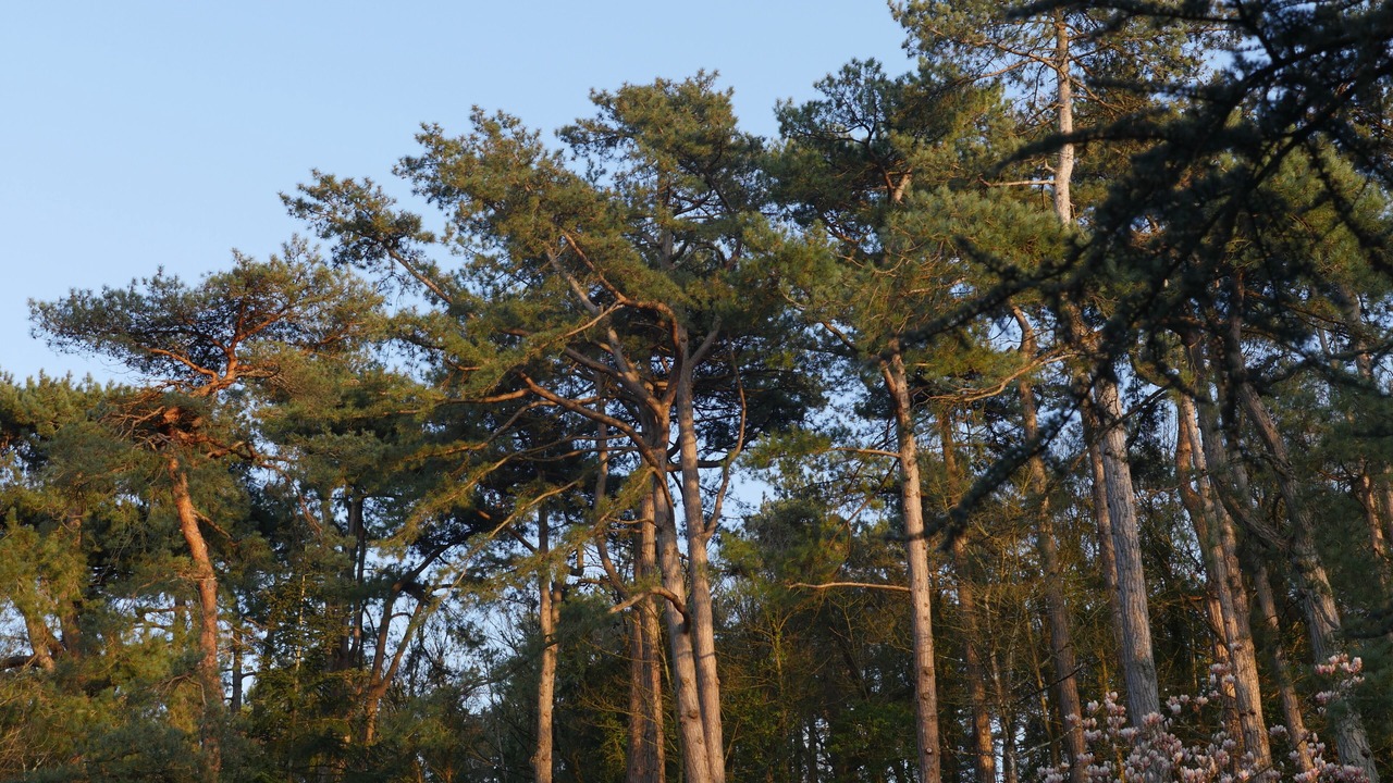 Photo of Outdoor in Hardelot-Plage