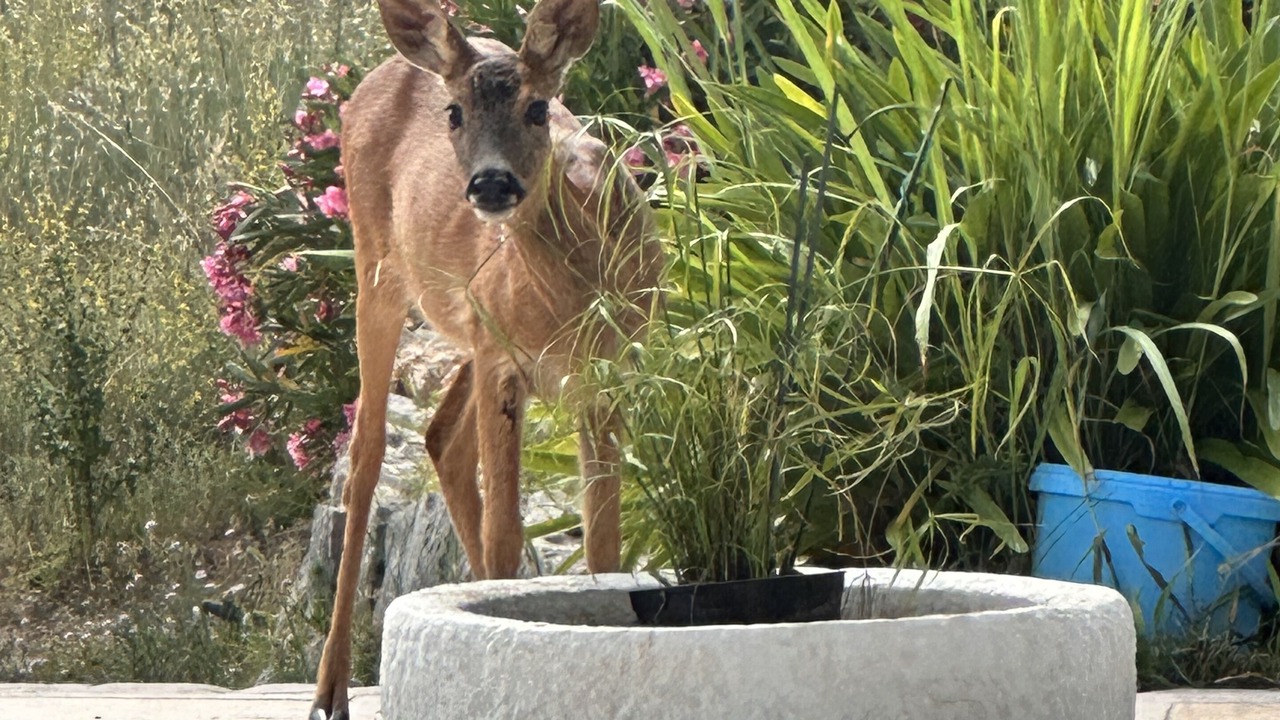 Photo of Outdoor in Saint-Cezaire-sur-Siagne
