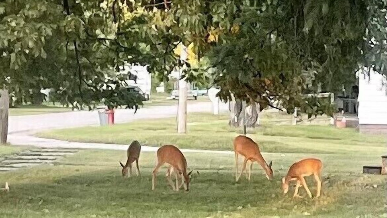 Photo of Others in Iron Mountain