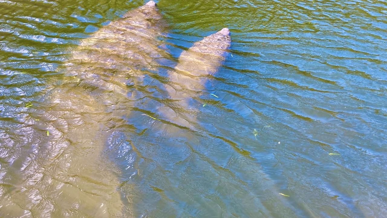 Photo of Others in Indian Waters