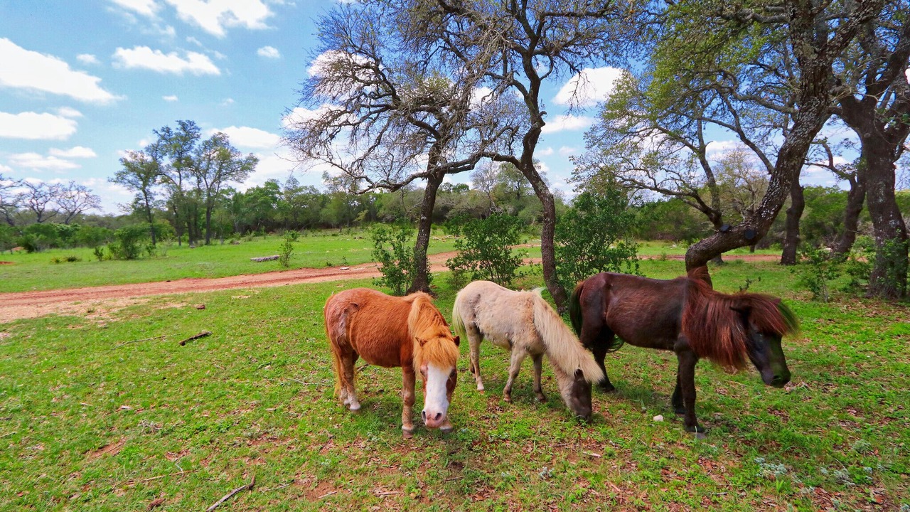 Photo of Others in Wimberley