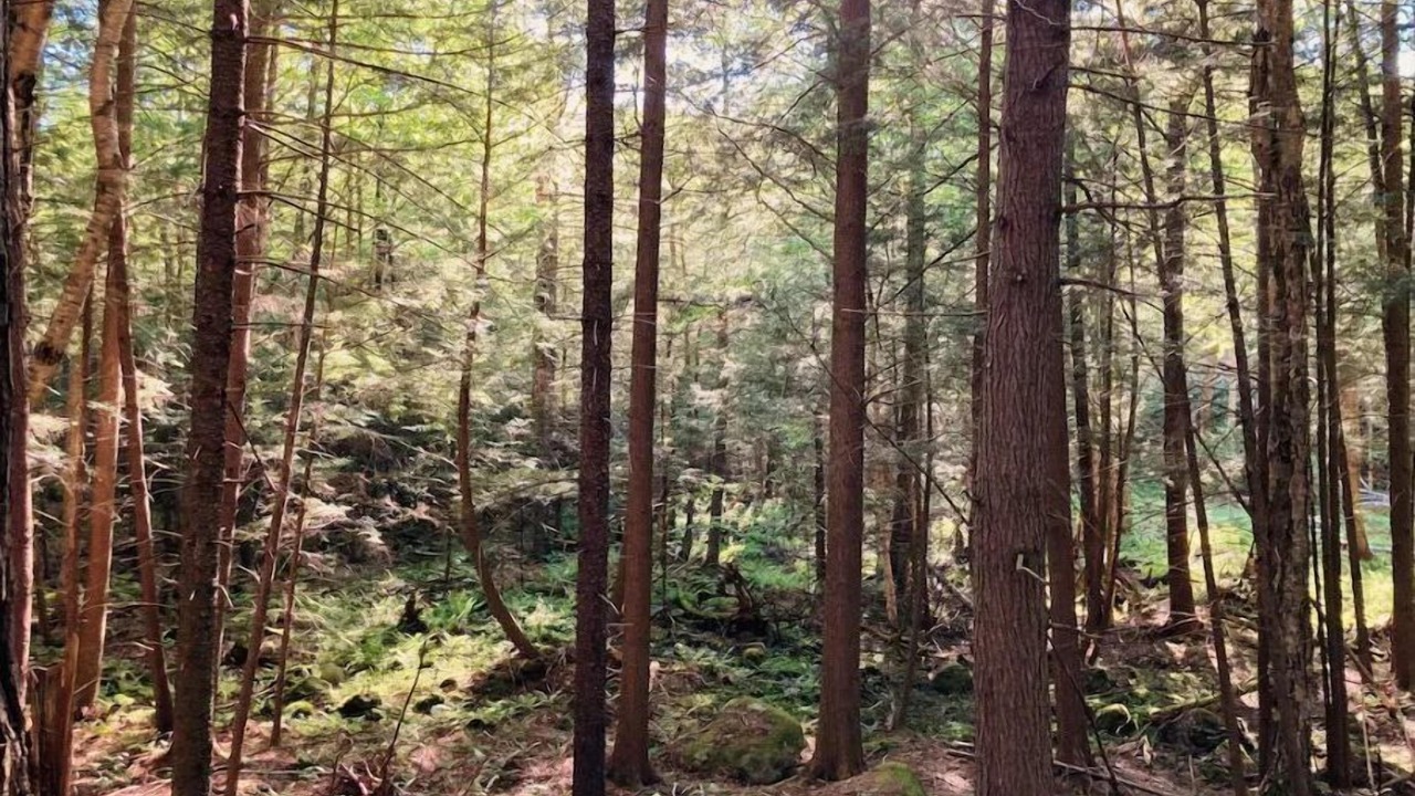 Photo of Outdoor in Indian Lake