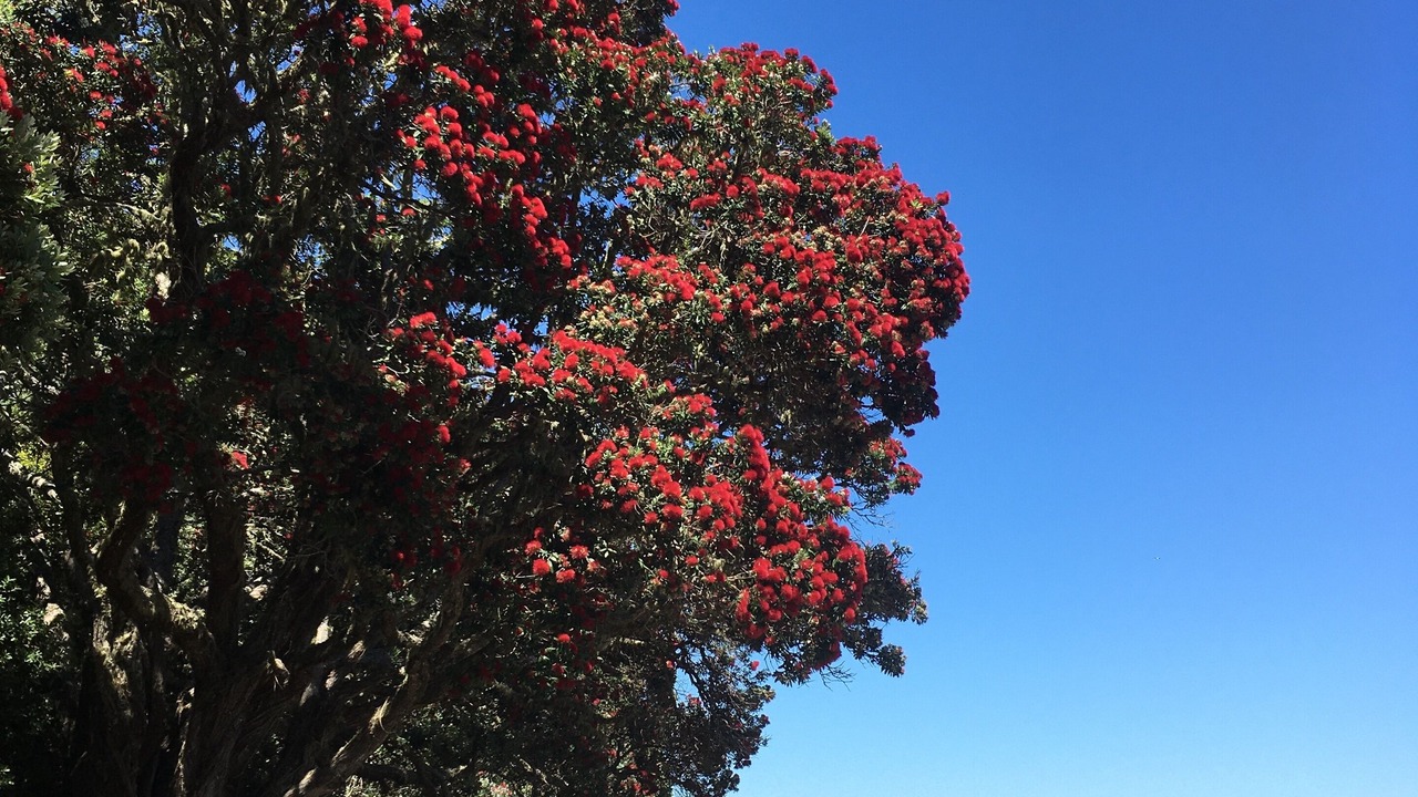 Photo of Others in Coopers Beach