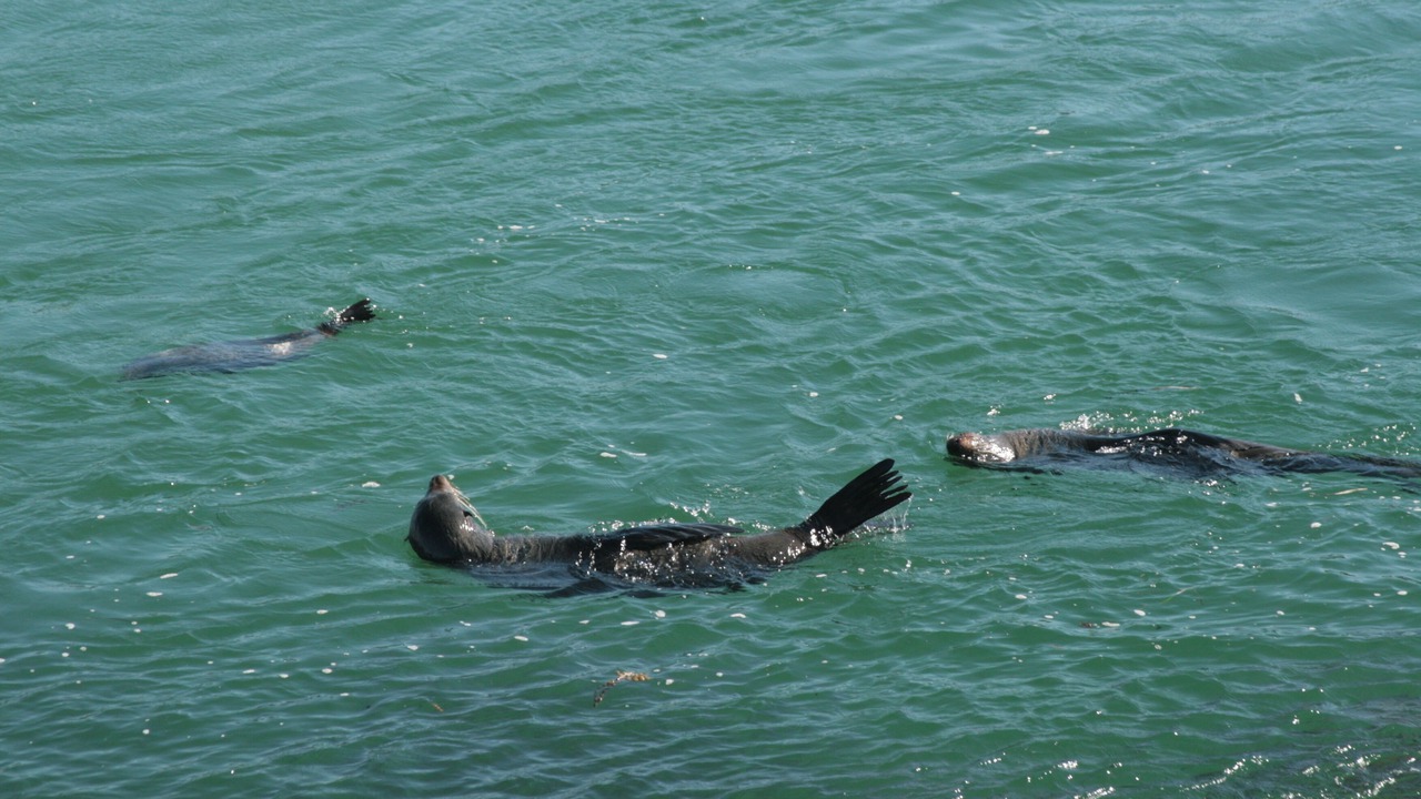 Photo of Others in North Narooma