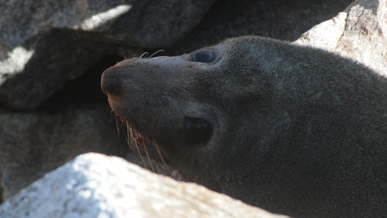 Photo of Others in North Narooma