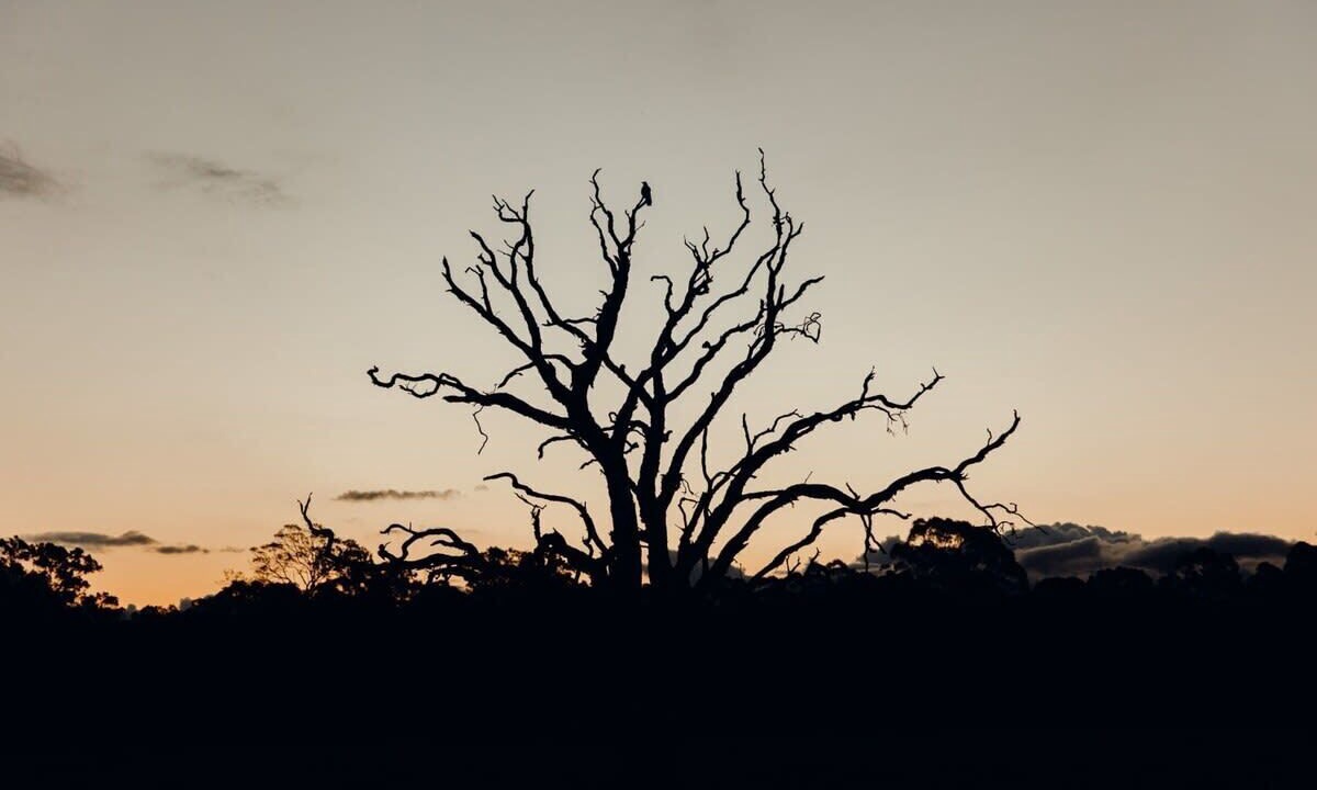 Photo of Others in Cessnock