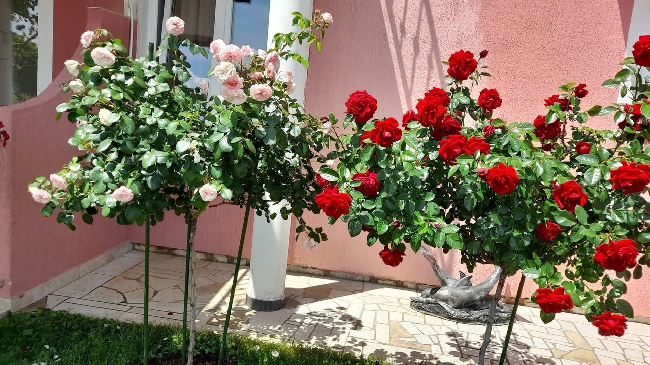 Photo of Outdoor in Vrvari