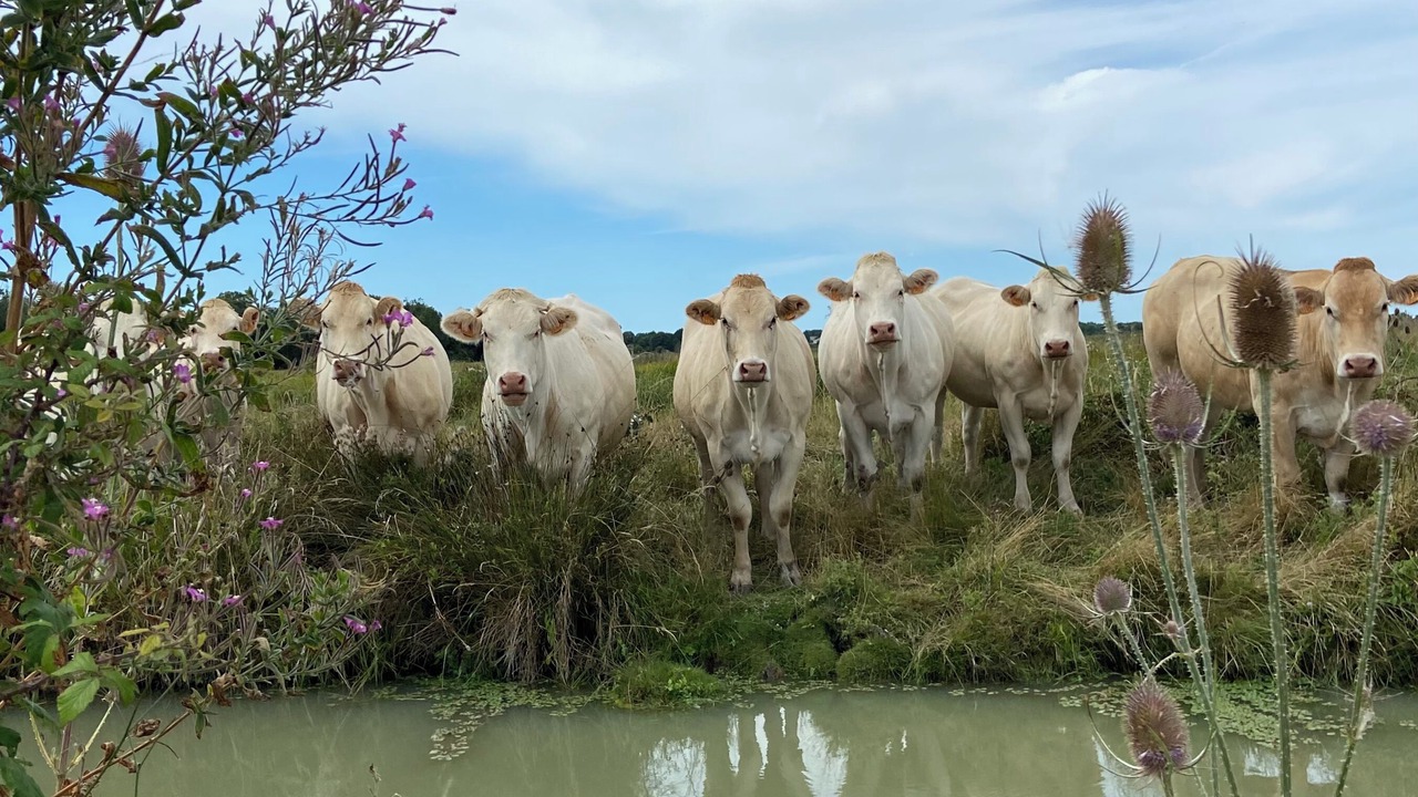Photo of Others in Saint-Just-Luzac