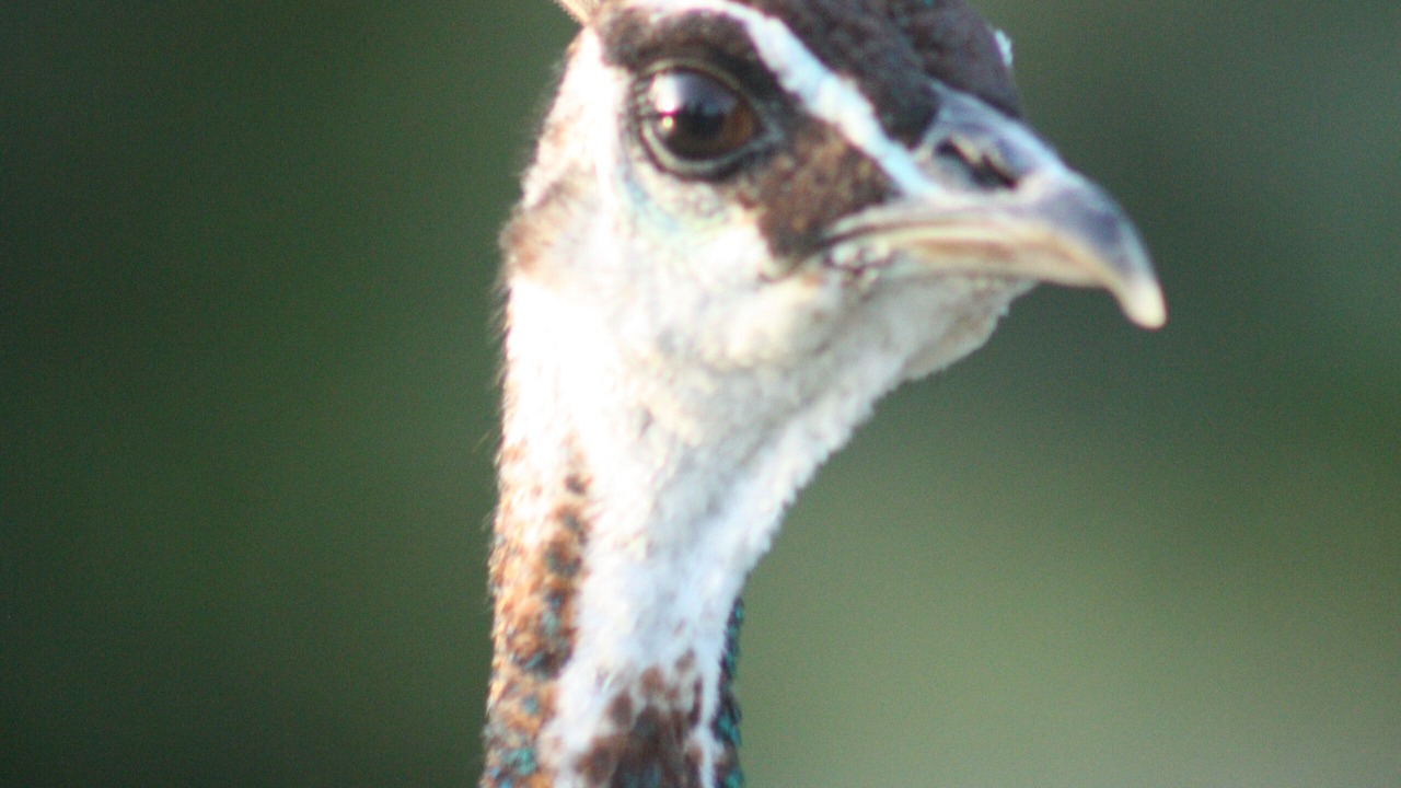 Photo of Others in La Clotte