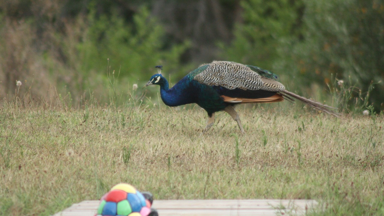 Photo of Outdoor in La Clotte