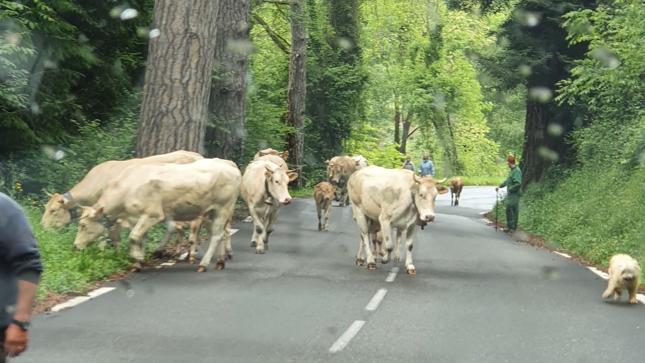 Photo of Outdoor in Eaux-Bonnes