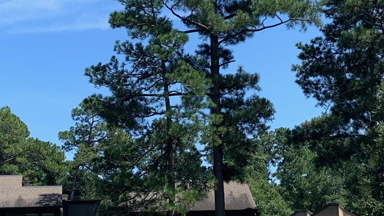 Photo of Others in Pinehurst