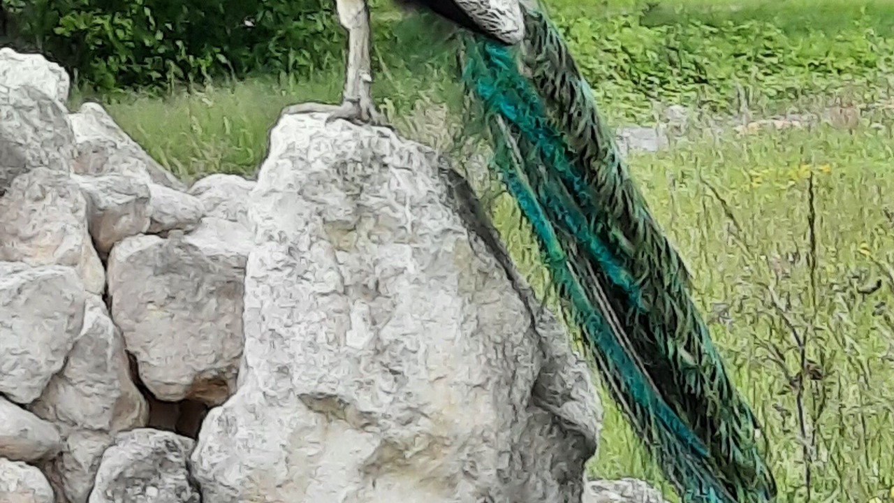 Photo of Others in La Clotte