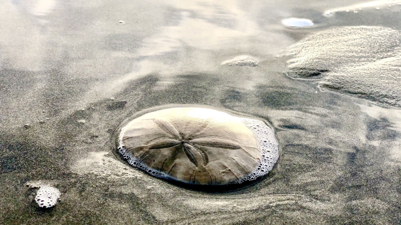 Photo of Others in Sunset Beach