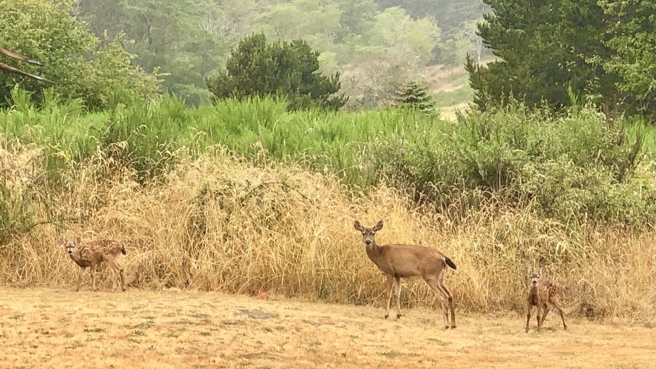 Photo of Outdoor in Sunset Beach