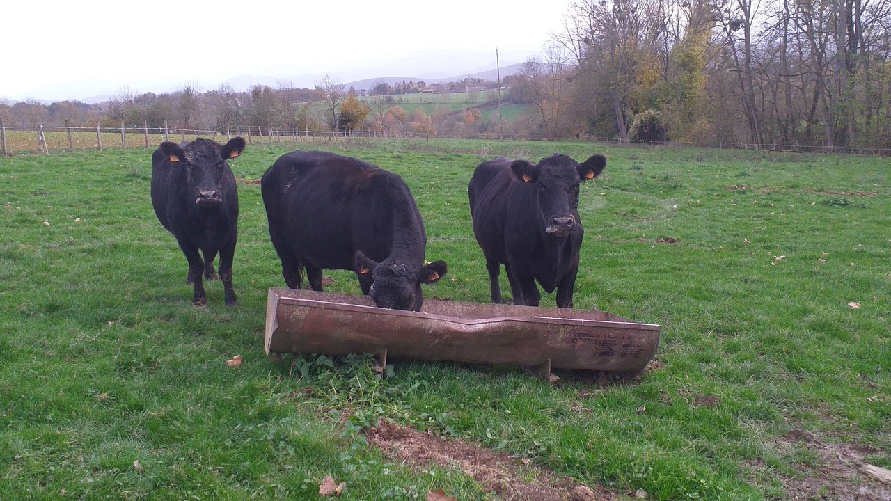 Photo of Outdoor in Saint-Gaudens