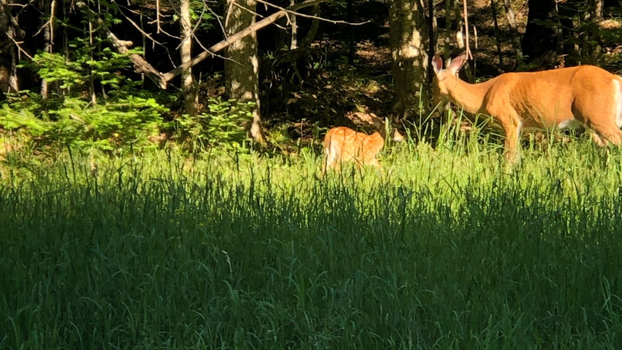 Photo of Outdoor in Land O Lakes