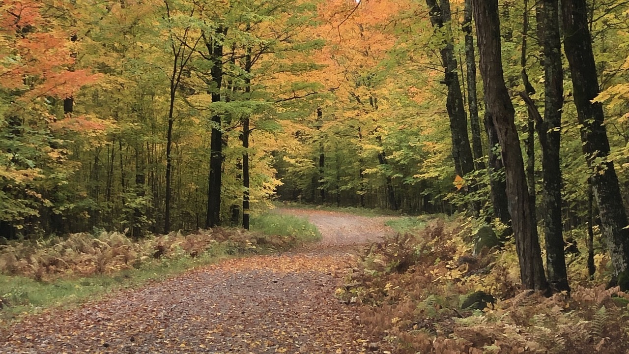 Photo of Outdoor in Land O Lakes