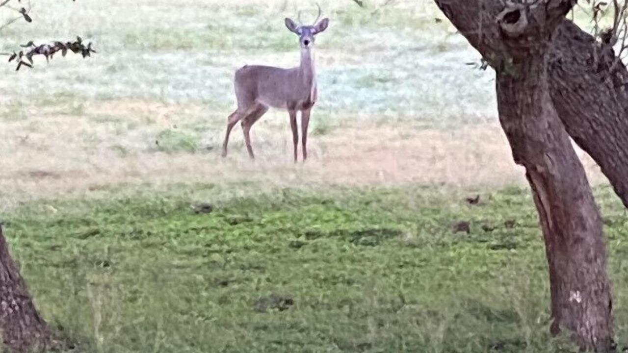 Photo of Others in Boerne