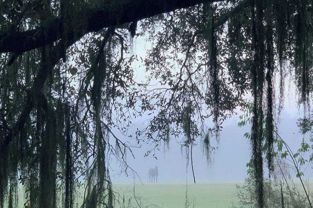 Photo of Outdoor in Live Oak