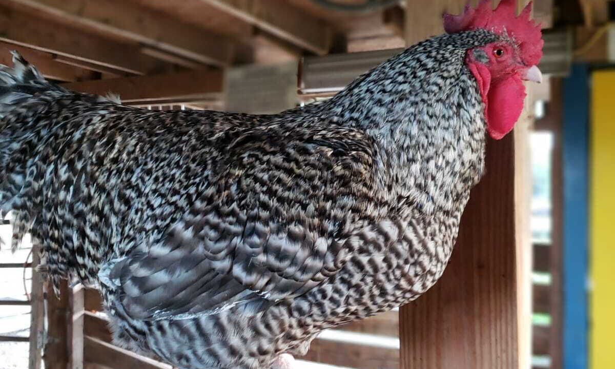 Photo of Others in Live Oak