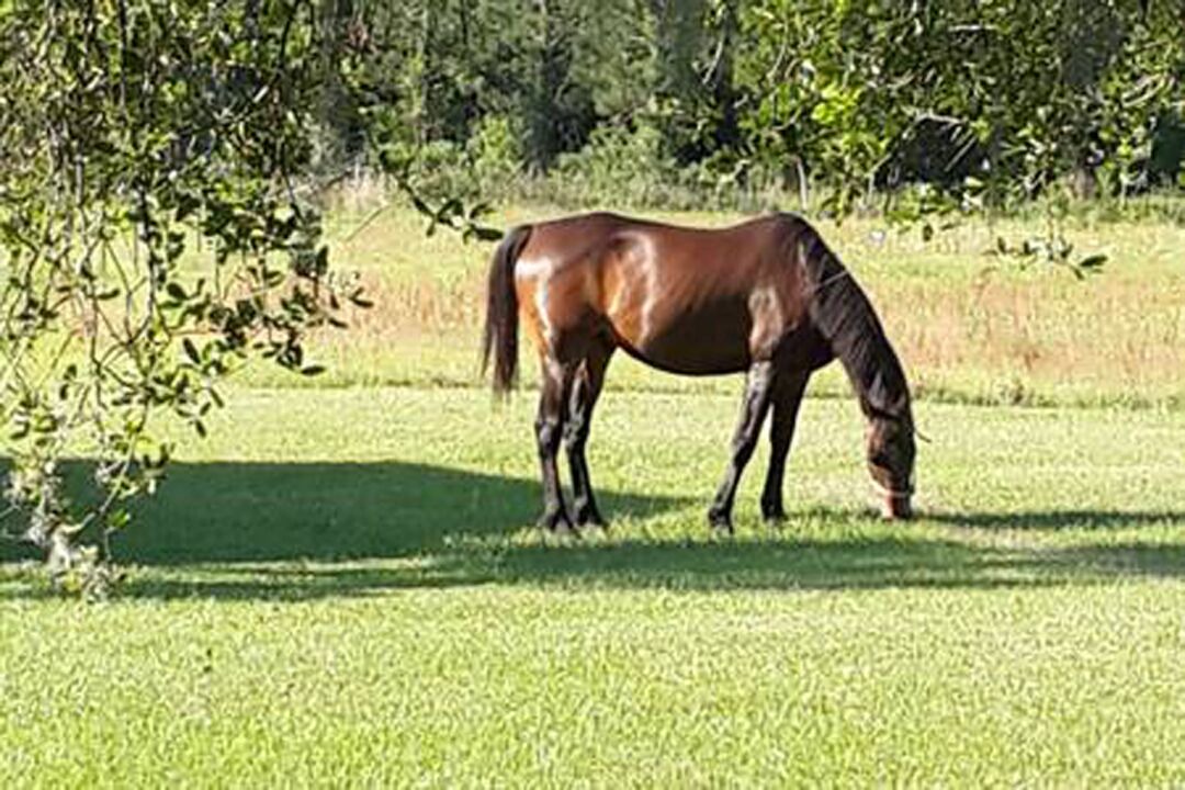 Photo of Others in Live Oak