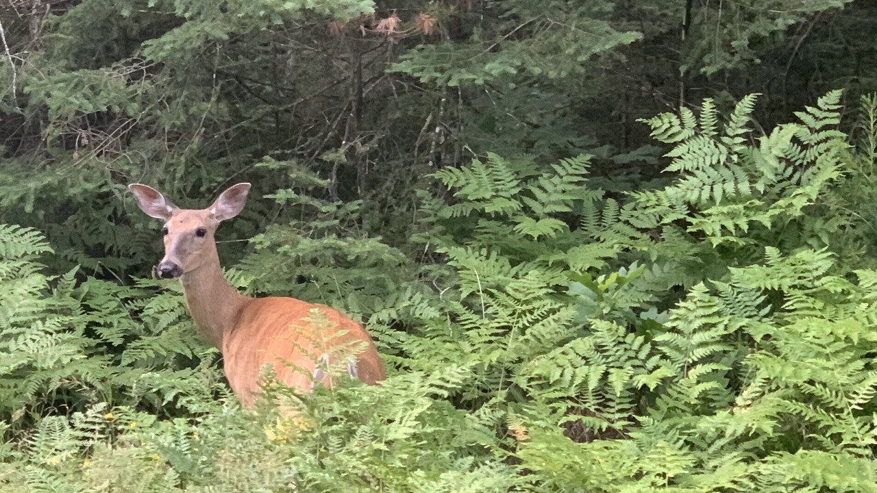 Photo of Outdoor in Three Lakes