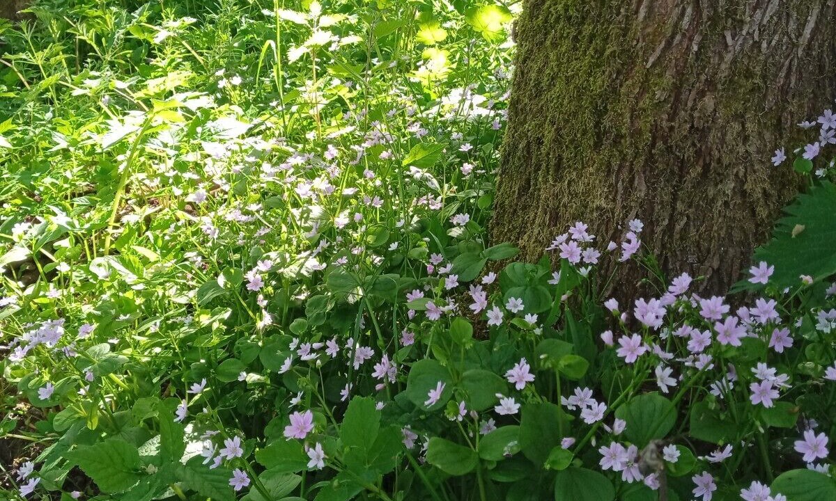 Photo of Outdoor in Forfar
