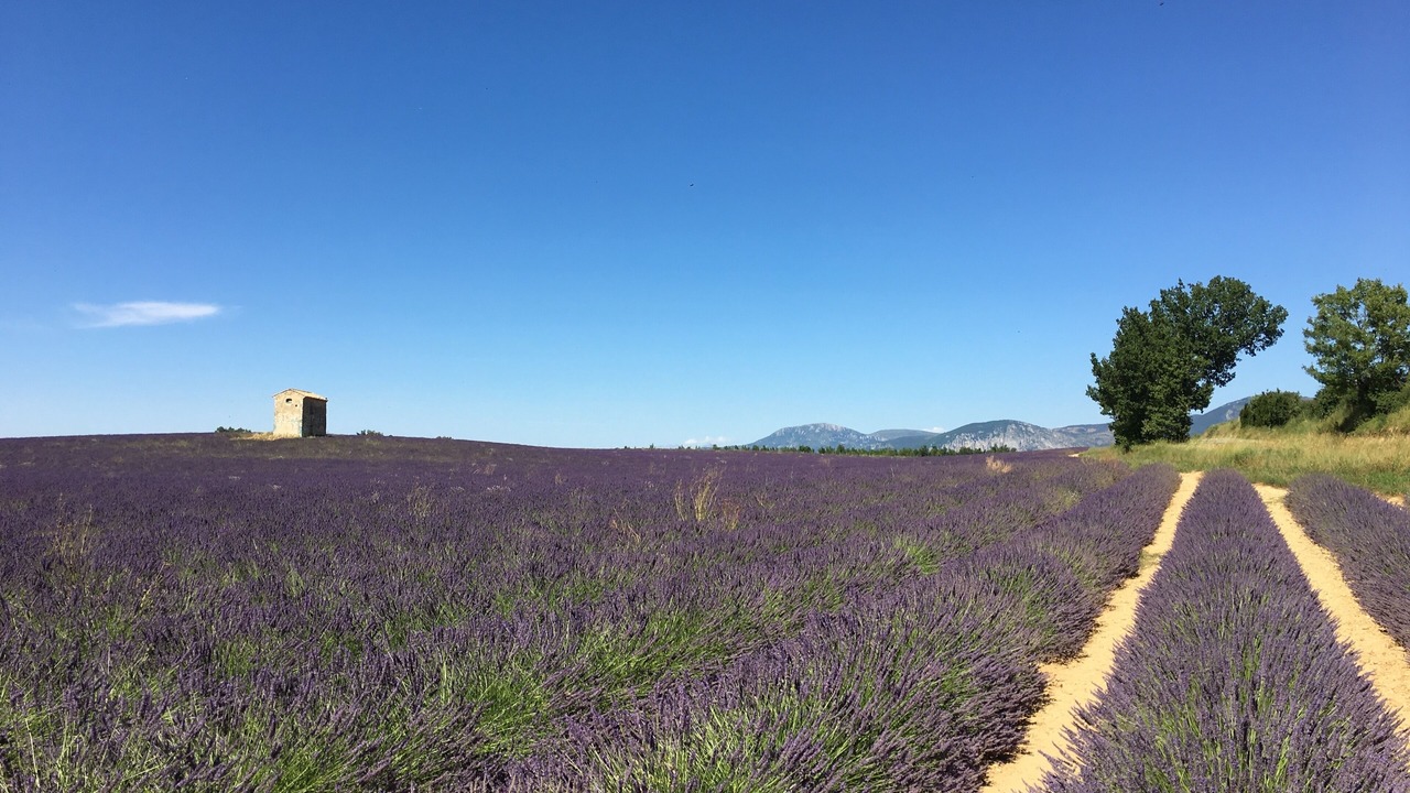 Photo of Others in Comps-sur-Artuby