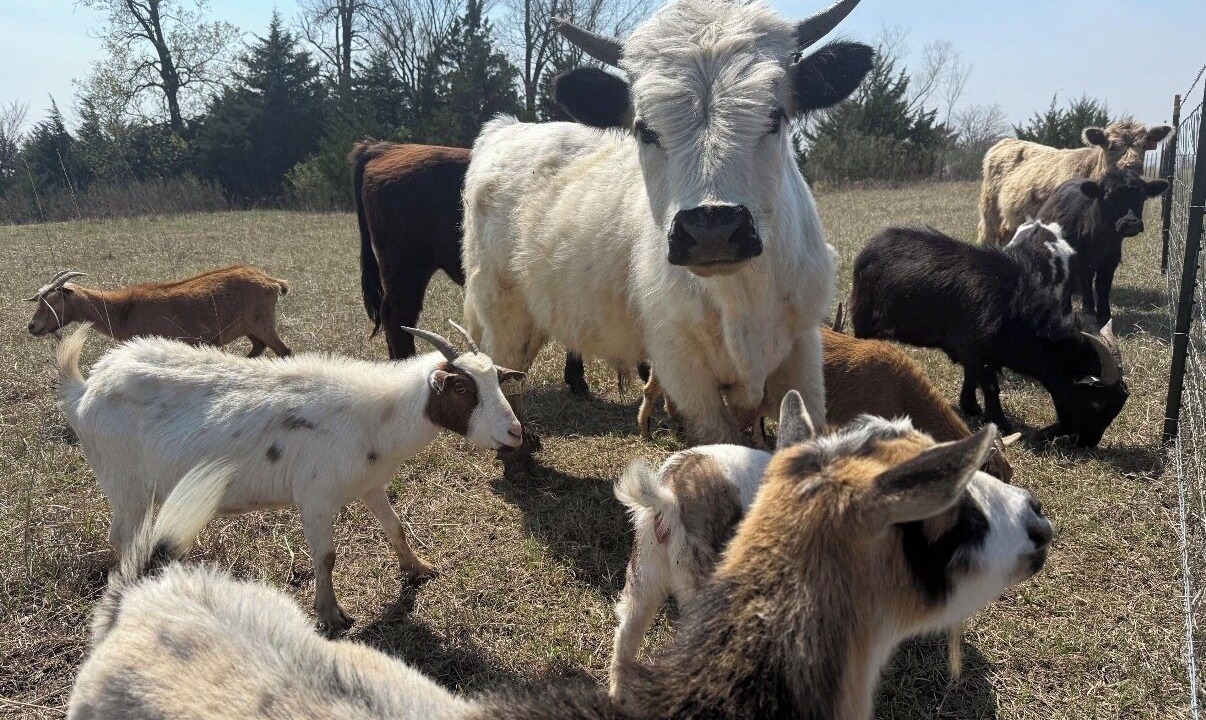 Photo of Others in Lamont
