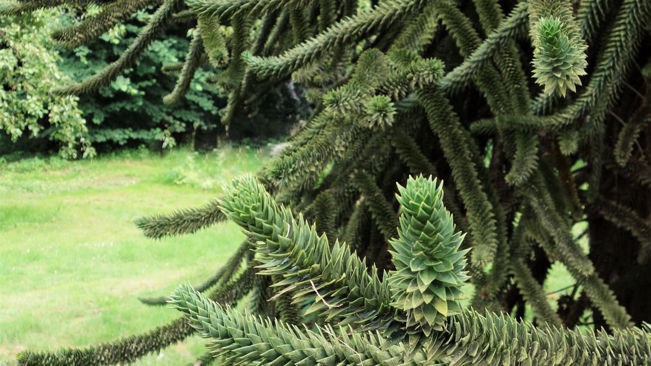 Photo of Outdoor in Hardelot-Plage